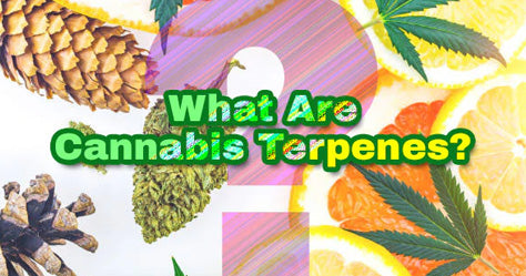 What Are Cannabis Terpenes?